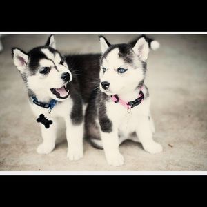 Meet your Posher, Emma